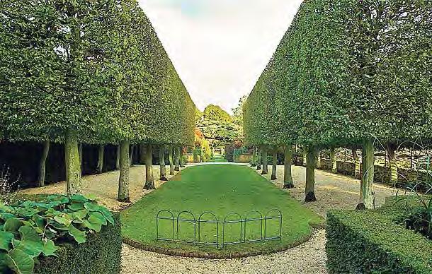 Pleached