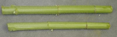 stronger stems Increased drought