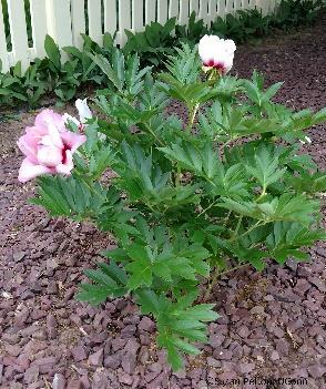 There are four types of peonies that are generally grown in the home landscape;
