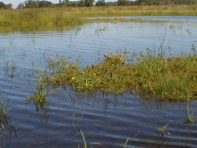Example: Flooded vegetation