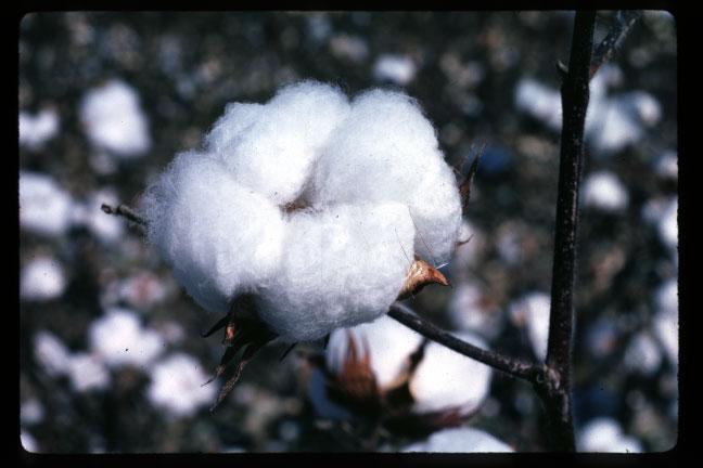 Visit our Web site: www.lsuagcenter.com Author: Sandy Stewart, Assistant Professor and Cotton Specialist Louisiana State University Agricultural Center, William B.