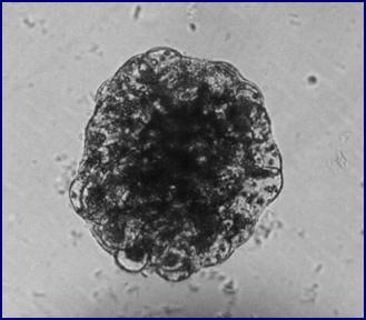 Embryogenic callus (Type A) which was yellowish, friable and has granular texture was only obtained from embryonic axis cultured on half-strength MS media supplemented with - mgl -1 2,4-D in