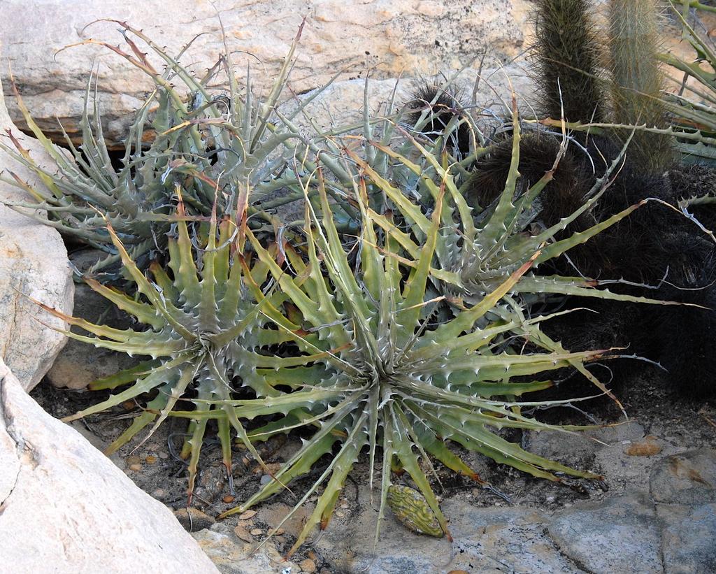 The Genus Dyckia cont. C D Most Dyckias have long leaves with sharp hooks along the margins. The leaves often form rosettes that make them a desirable plant for cultivation.