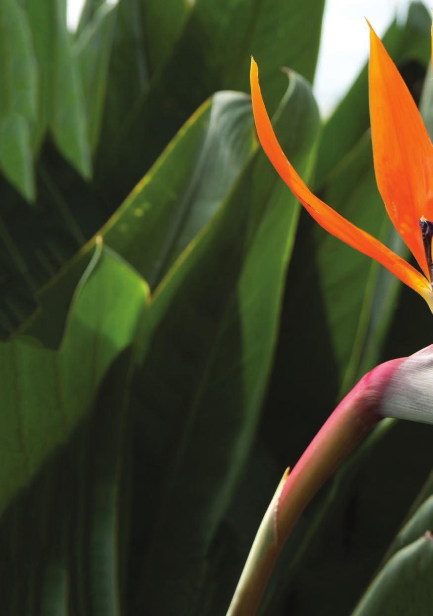 The bird of paradise (Strelitzia reginae) flower was first introduced to Britain in 1773 by Sir Joseph Banks, who named this exotic flower in honour of Queen Charlotte, wife of King George III, who