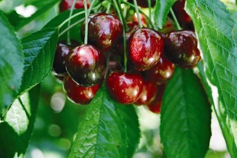 Kiona (PC 8007-2) General Impressions Good harvest timing Excellent flavor High sugar May be frost sensitive Skin color when ripe Red or mottled Suggested