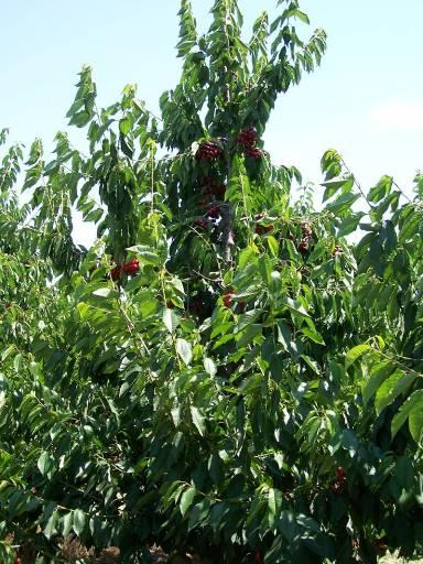 Why Krymsk OCG growers ordered 50,000 trees on Krymsk