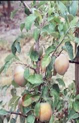 Leaf K (% dw) Effect of fertigated K on leaf K concentration 2 Averaged for four apple cultivars (Gala,