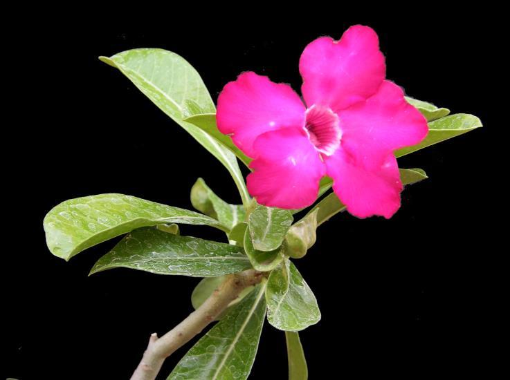 Adenium There are groups of hybridizers producing great flowers and terrific