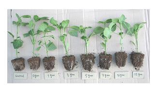 root ratio was calculated from the dry weight of shoots and roots, respectively. All results represent the means of 12 individual plants per treatment per replication.