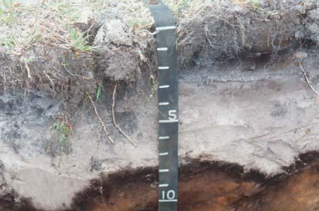 Soil Profile: Vertical