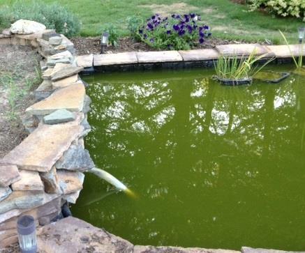 The most common pond care question is how to control algae in the Practical Garden Pond. To address this question, we must differentiate between the various kinds of algae.
