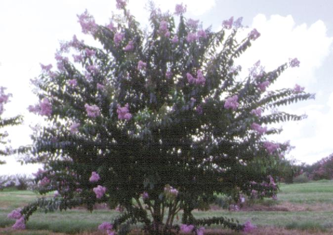 plant form is desirable, but heavy pruning is not needed. A wide assortment of crapemyrtle cultivars offer a variety of sizes that can be tailored to the site.