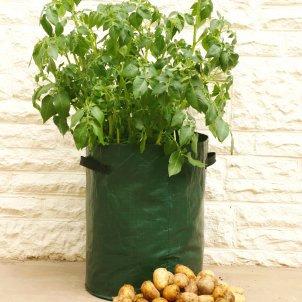 Repeat the above process until the shoots reach above the top of the container. Care of Potatoes while growing The main care required is watering and feeding. Water when the compost starts to dry out.