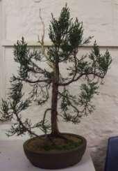 showed pictures, and talked about them in the semi dark, which made photos difficult. Will had three Pencil Pine bonsai he had created on show.