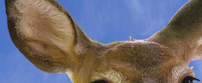 Deer Ban Repellent Capsules Keep Out Of Reach Of Children CAUTION ACTIVE INGREDIENT: Coyote