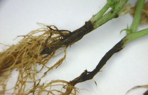 Figure 3: Viral infection on plant (Photo: www.mcb.uct.ac.za) best served by discarding it.
