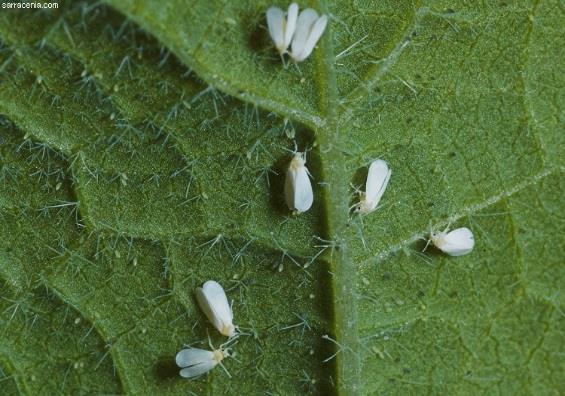 Figure 5: Bacterial infection (Photo: extension.missouri.edu) White Flies Symptoms: Small flies with greasy whitish wings on the underside of plant leaves.