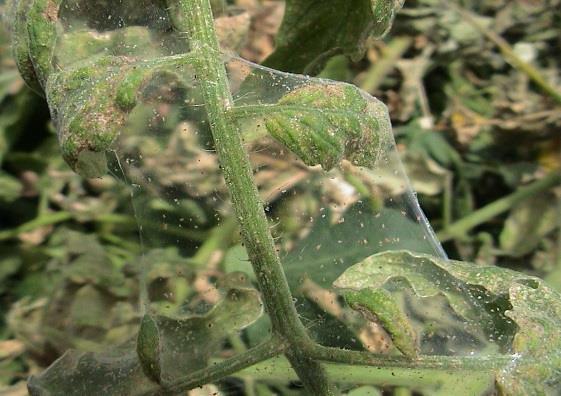 Spider Mites Symptoms: Spider mites often create white, powdery webs on leaves. Usually, once these webs appear, it is too late to get rid of them.