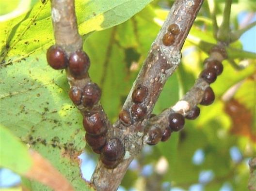 Figure 9: Mealy Bugs (Photo: paddysgarden.com) Scale Symptoms: Tiny red, scaly splotches that appear stuck to stems and leaves.
