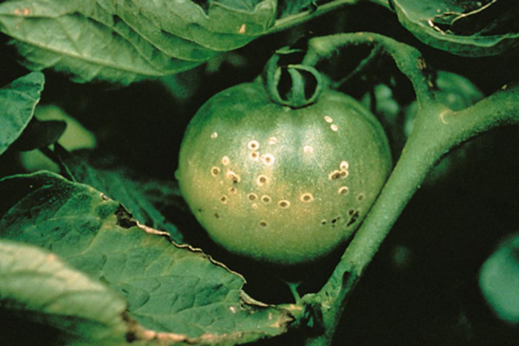 Figure 6. Bacterial canker - bird s eye spots on fruit. Figure 7. Bacterial wilt - sudden wilting without yellowing. upper portion of affected plants may develop under certain conditions.