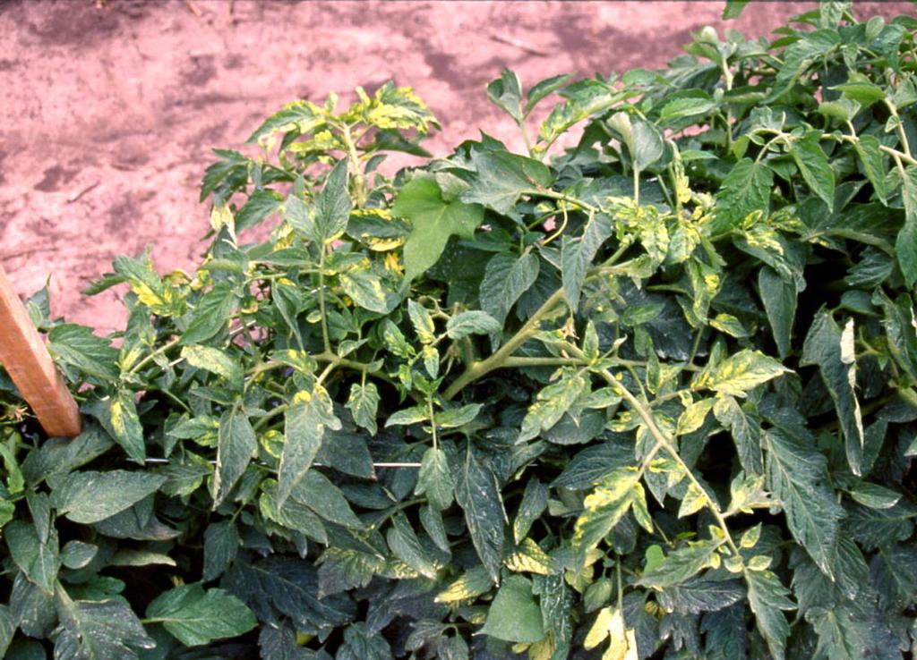dark discoloration. The disease does not increase once the first symptoms are observed, and it may later become masked by new growth.