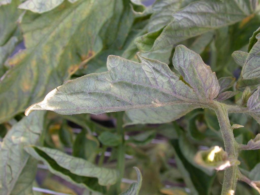 Tomato is not a preferred host for the beet leafhopper and it is thought that the virus is transmitted during brief visits while leafhoppers are searching for desirable hosts.