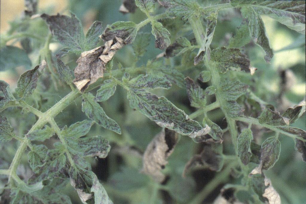 Necrotic Spot Virus (INSV). These viruses infect many weed and crop plants which then serve as new sources for the virus to spread.