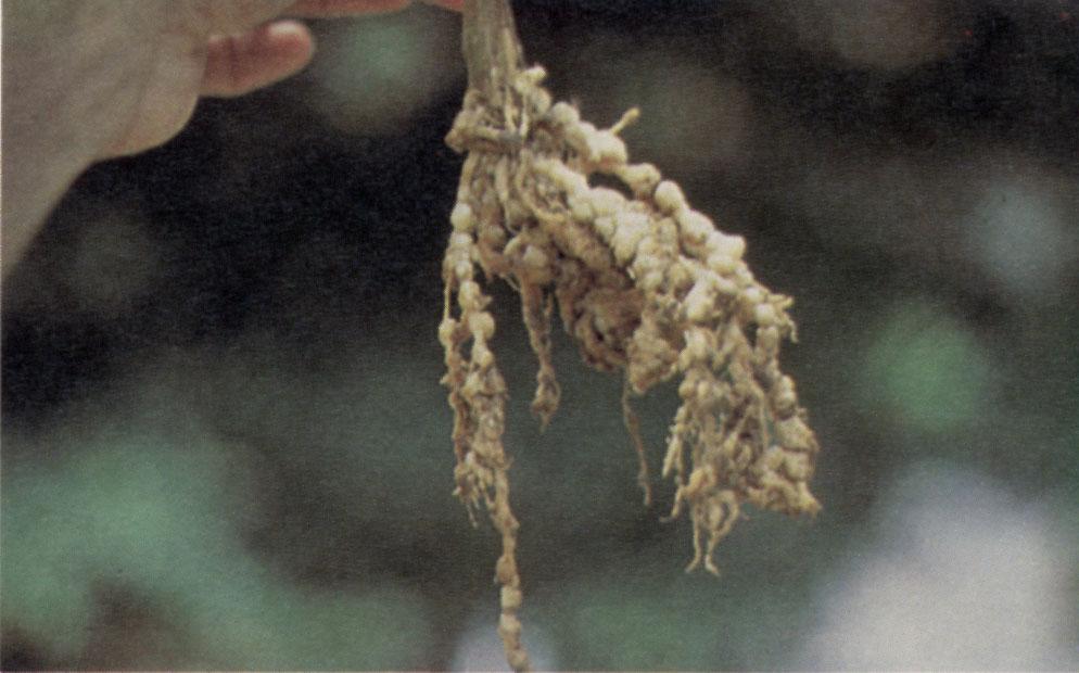 Management of root-knot should focus on sanitation measures for preventing contamination of soils, reducing populations below damaging levels where infestations already exist, and variety selection.