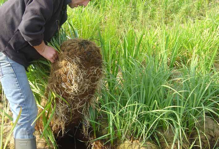Description Salix produce a wide range of preestablished Coir Rolls planted with high quality native plant species.