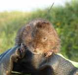 Our Water Vole rolls are grown for between 12 to 24 months so that the vegetation is mature and provides the fastest method of establishing water vole