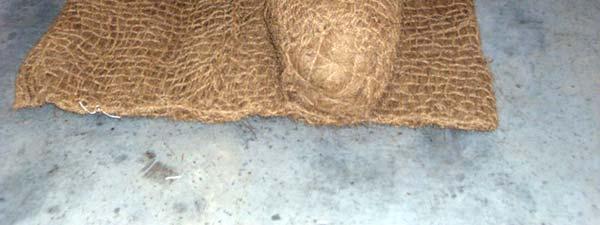 lightly in a coir twine net with filter aprons on
