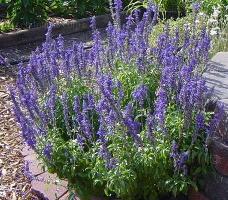 Mealycup Sage Salvia farinacea Victoria Blue' Herb - Perennial -