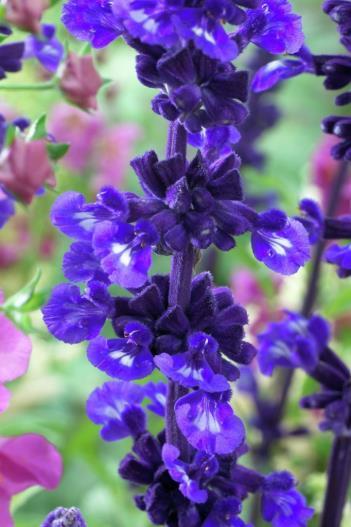 5' Soil: Loamy, well-drained Bloom Color: Deep violet blue Bloom