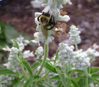 Mealycup Sage Salvia farinacea Victoria White' Herb - Perennial -