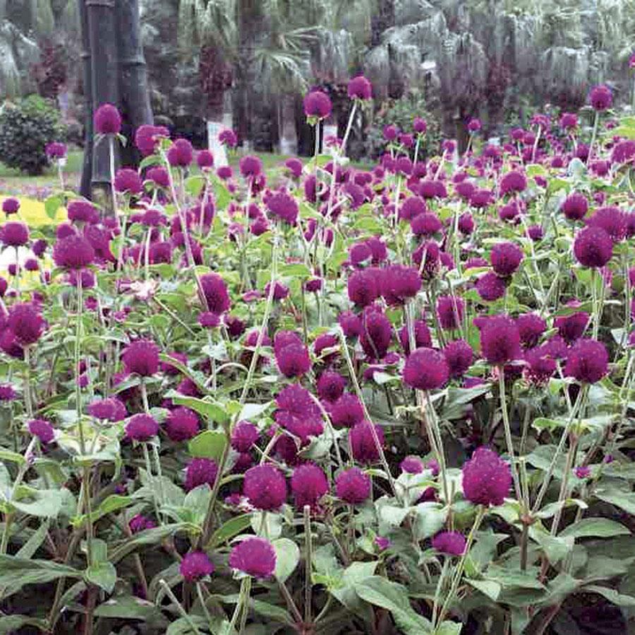 Globe Amaranth Gomphrena Las Vegas Purple Annual - Flower -