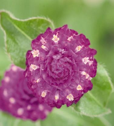 moist (drought tolerant once established) Bloom: Purple Bloom