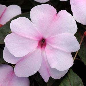 Soil: Well-drained, moist Bloom Time: Spring - late summer High
