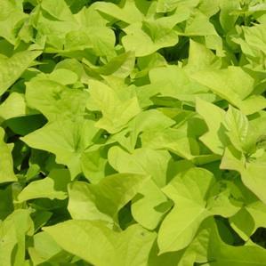 moisture Foliage: Chartreuse Does better in