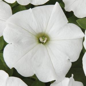 Petunia Petunia Easy Wave White Flower - Annual - Spring