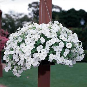 5-3 Soil: Medium well-drained Bloom Color: White Bloom Time: