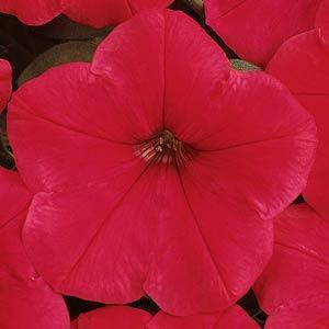 5-3 Soil: Medium well-drained Bloom Color: Red Bloom Time: