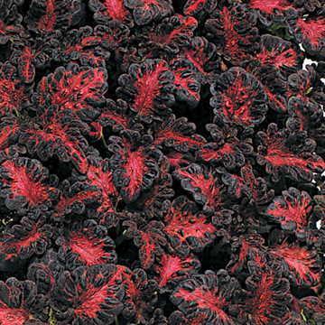 Coleus Solenostemon Black Dragon Annual 1 1 Soil: Fertile, moist, welldrained Full-sun to partial
