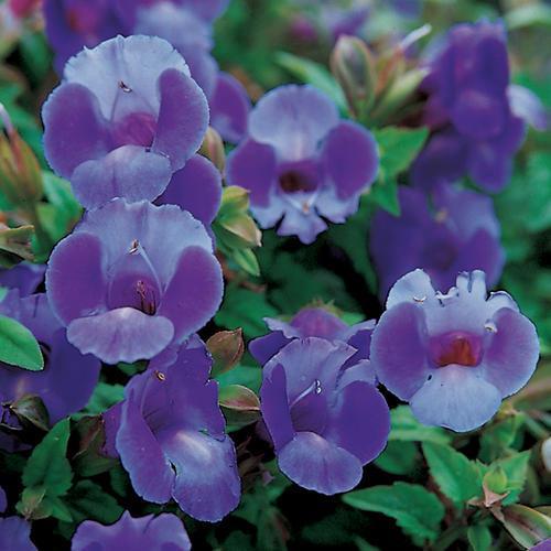 Wishbone Flower Torenia 'SUNrenilabu' Summer Wave Blue Annual - Flower - Spring -