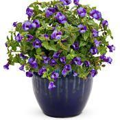 Amethyst Bloom Time: Spring-Summer Heat and humidity tolerant!