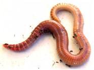 Red Wigglers and Yellow Tails Optimum worms for vermicomposting Reproduce quickly Eat the most Ideal bait