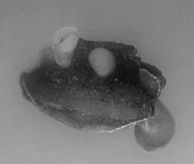 Fig. 1. Direct embryoids in anther culture of pepper (Capsicum annuum L.). In the course of the experiments the number of anthers producing callus and embryoids were recorded.