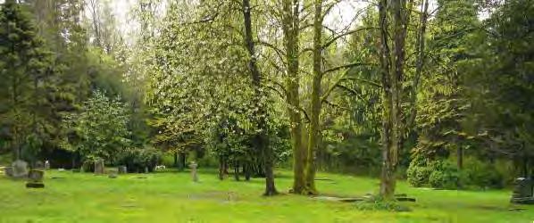 The perimeter of native vegetation combined with more exotic trees at the Maple Ridge Cemetery give the site a distinct horticultural character opportunities that need to be exploited.