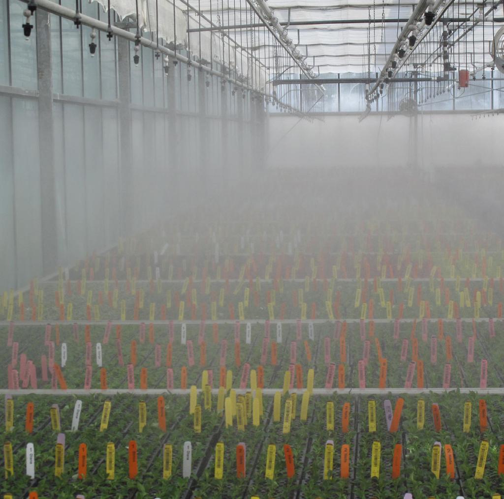 e-gro Alert - 2016 Figures 4 and 5. Growers maintain high humidity when rooting vegetative cuttings by tenting plants or utilizing misting or fogging systems. help reestablish turgor.