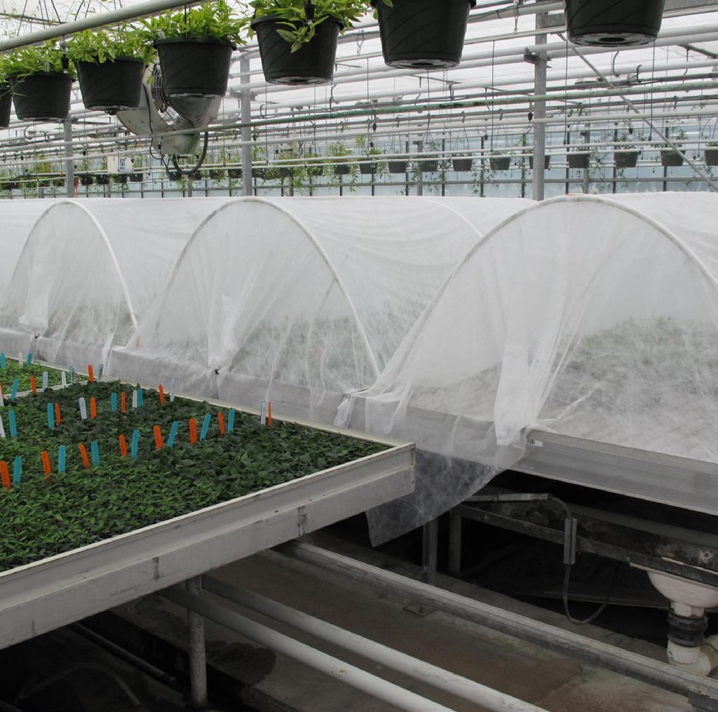 The ideal frequency should provide a continual film of water on the leaves, maintain humidity, and supply little to no water to the propagation media.