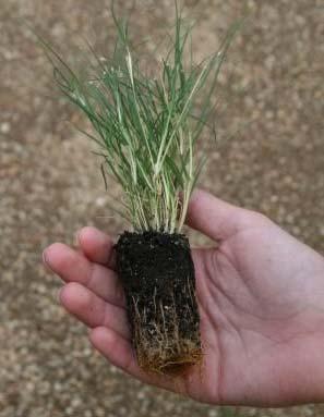 Native Grass Plugs Great selection Timing is critical Great for limited maintenance